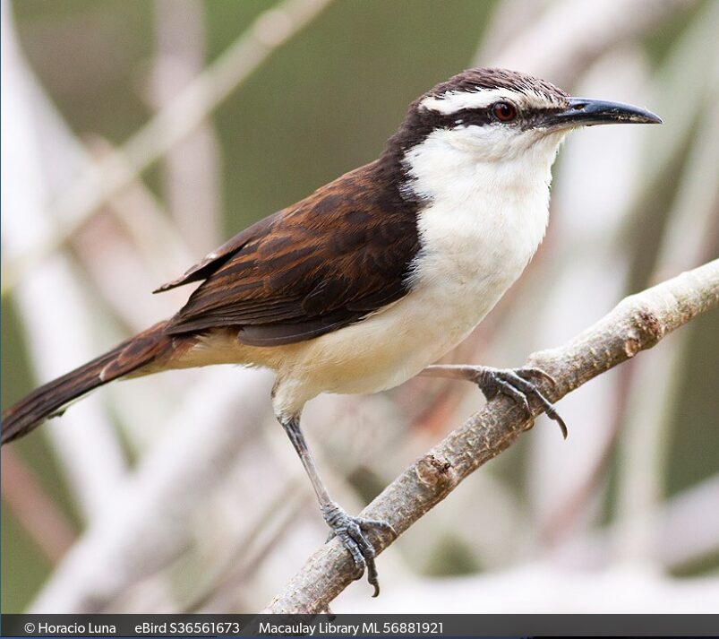 Campylorhynchus griseus - Copy