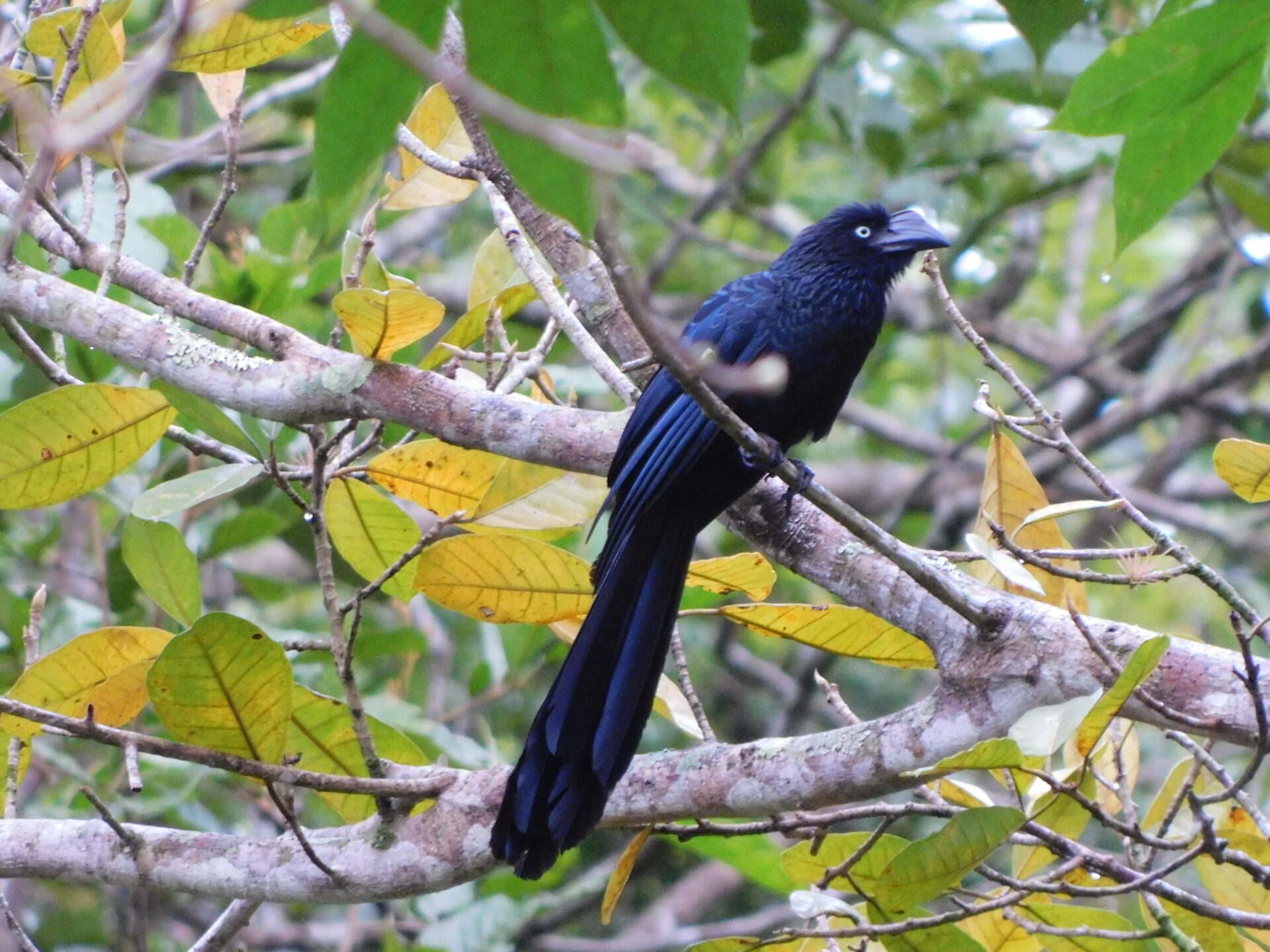 Crotophaga major_Kelly Orozco