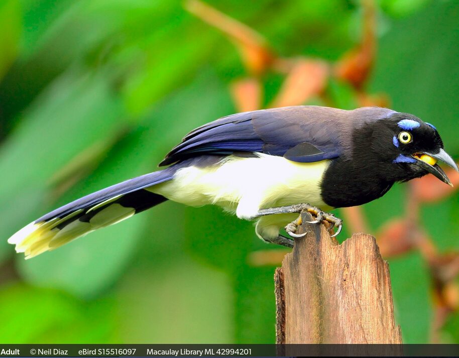 Cyanocorax affinis - Copy