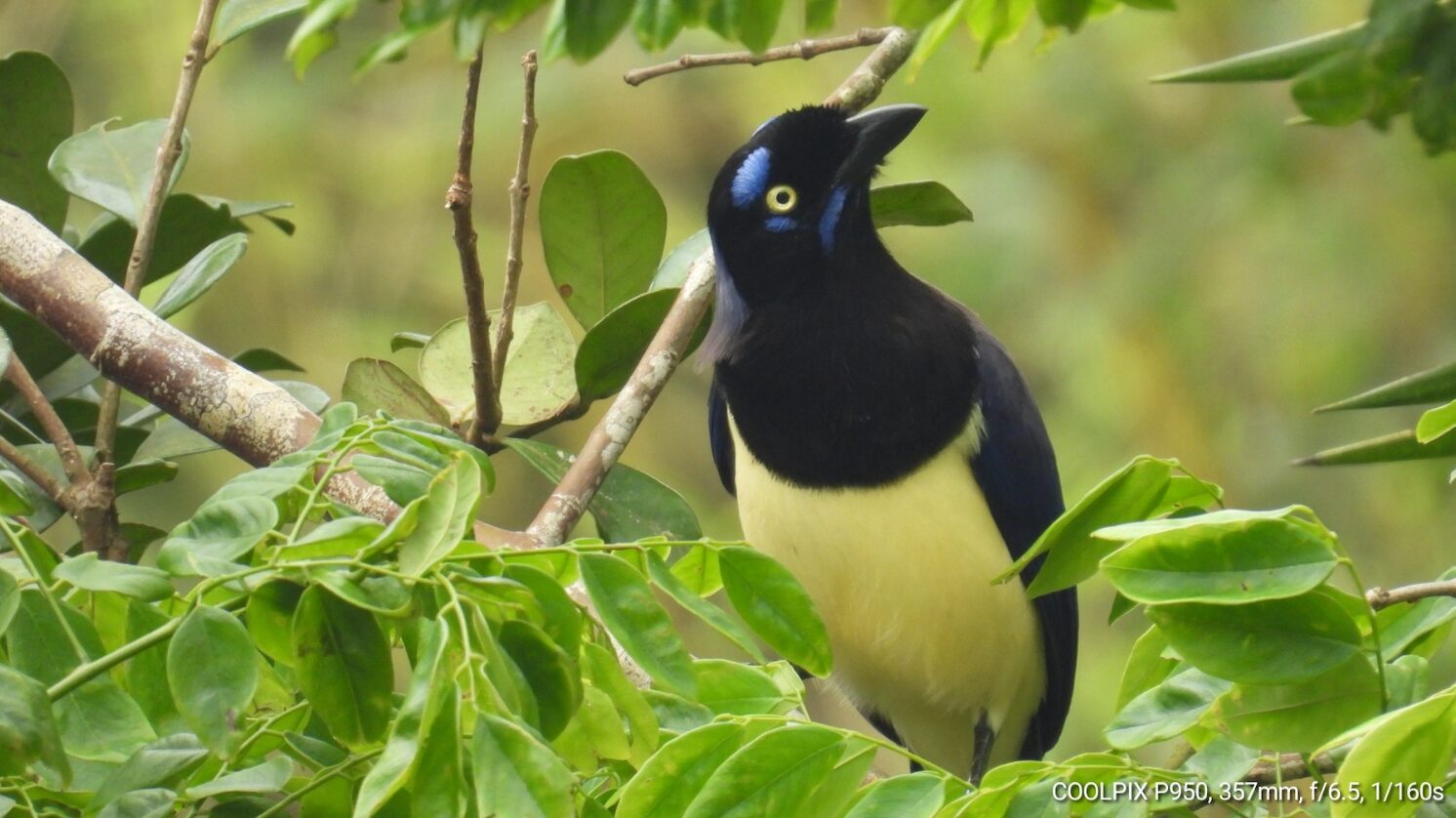 Cyanocorax affinis_Nelva de Daly 2024