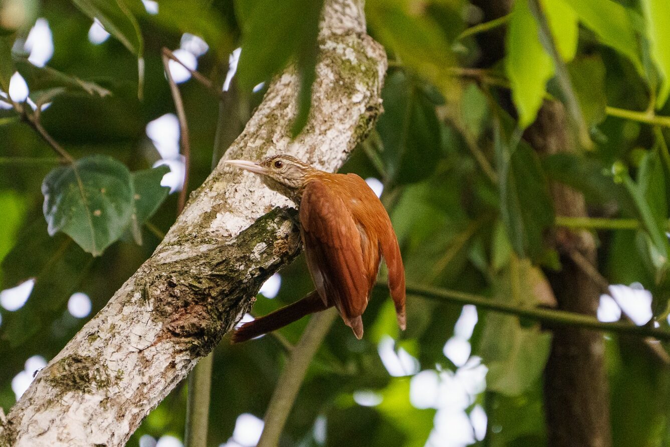 Dendroplex picus_David Cedeño 2024