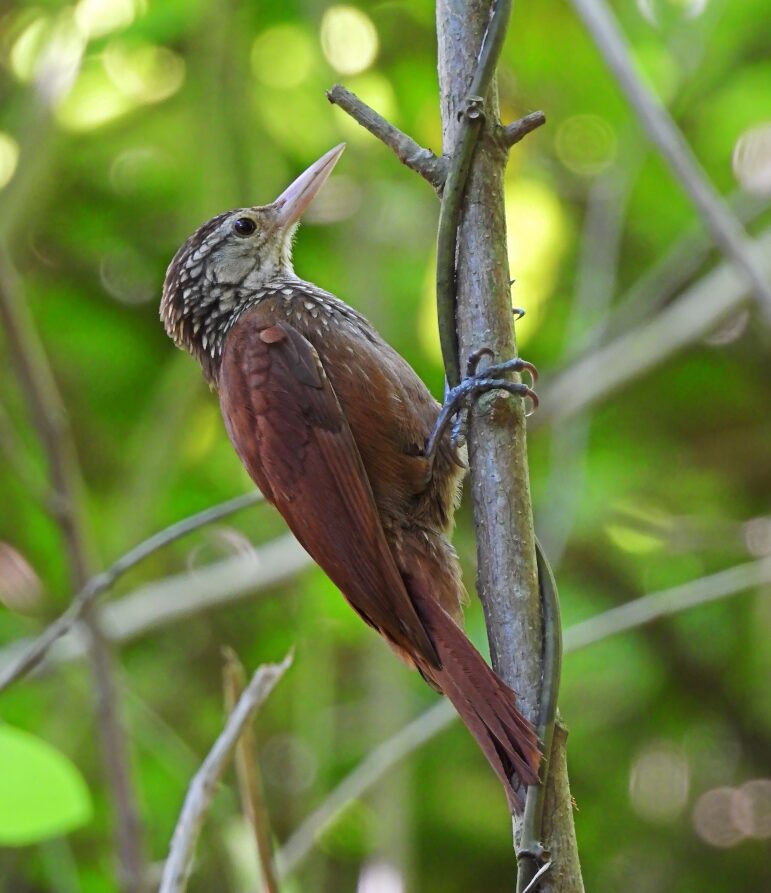 Dendroplex picus_Maicol Gonzalez Guzman 2024