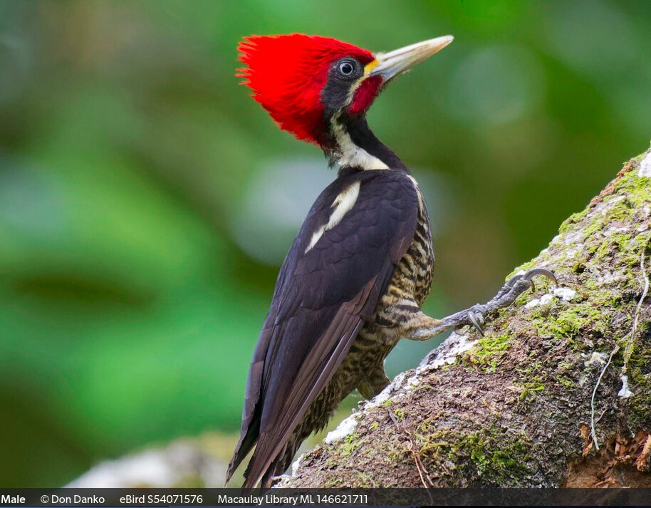 Dryocopus lineatus - Copy