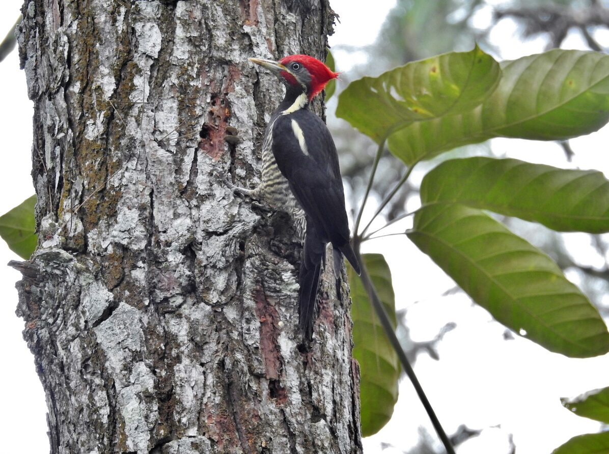 Dryocopus lineatus_Hector Moncada 2016