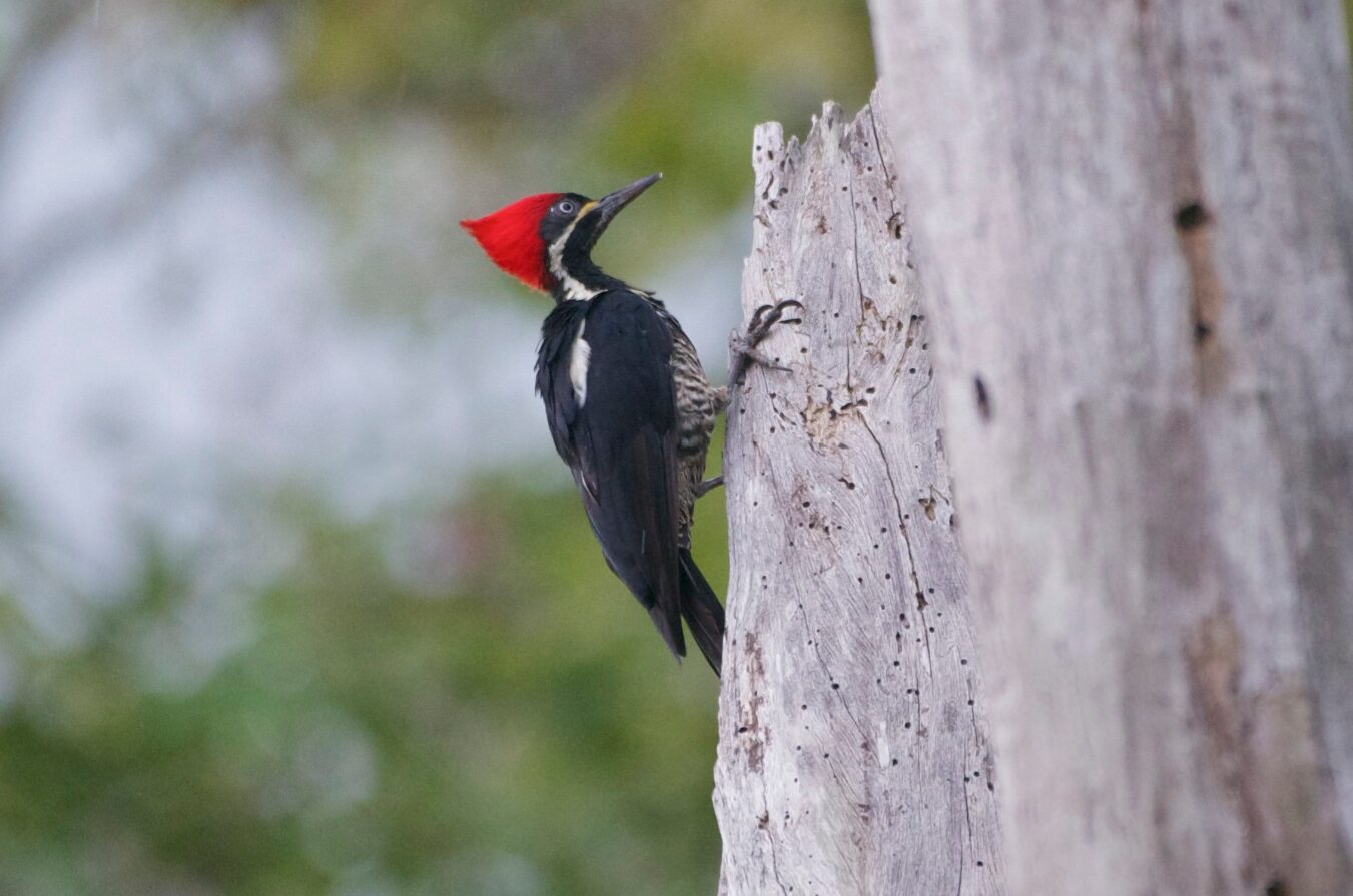 Dryocopus lineatus_Jan Cubilla 2016