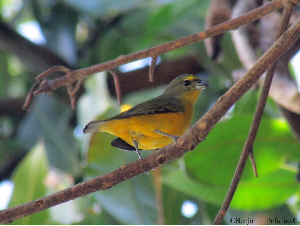 Euphonia concinna_Benjamin Polanco 2017