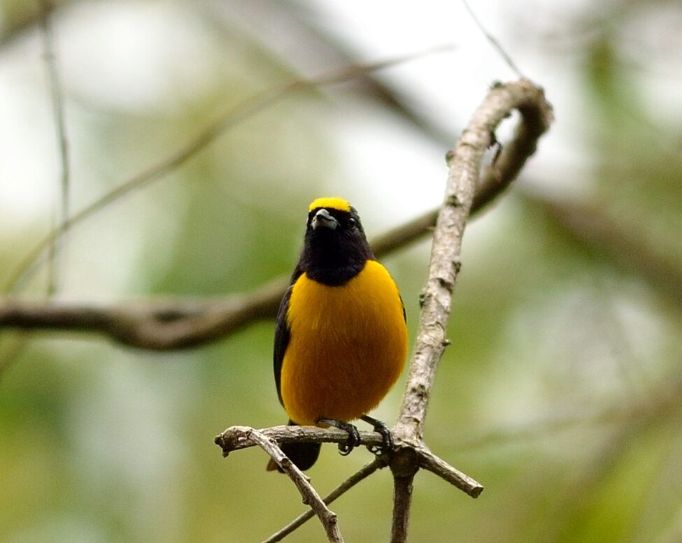 Euphonia concinna_Neil Diaz 2013