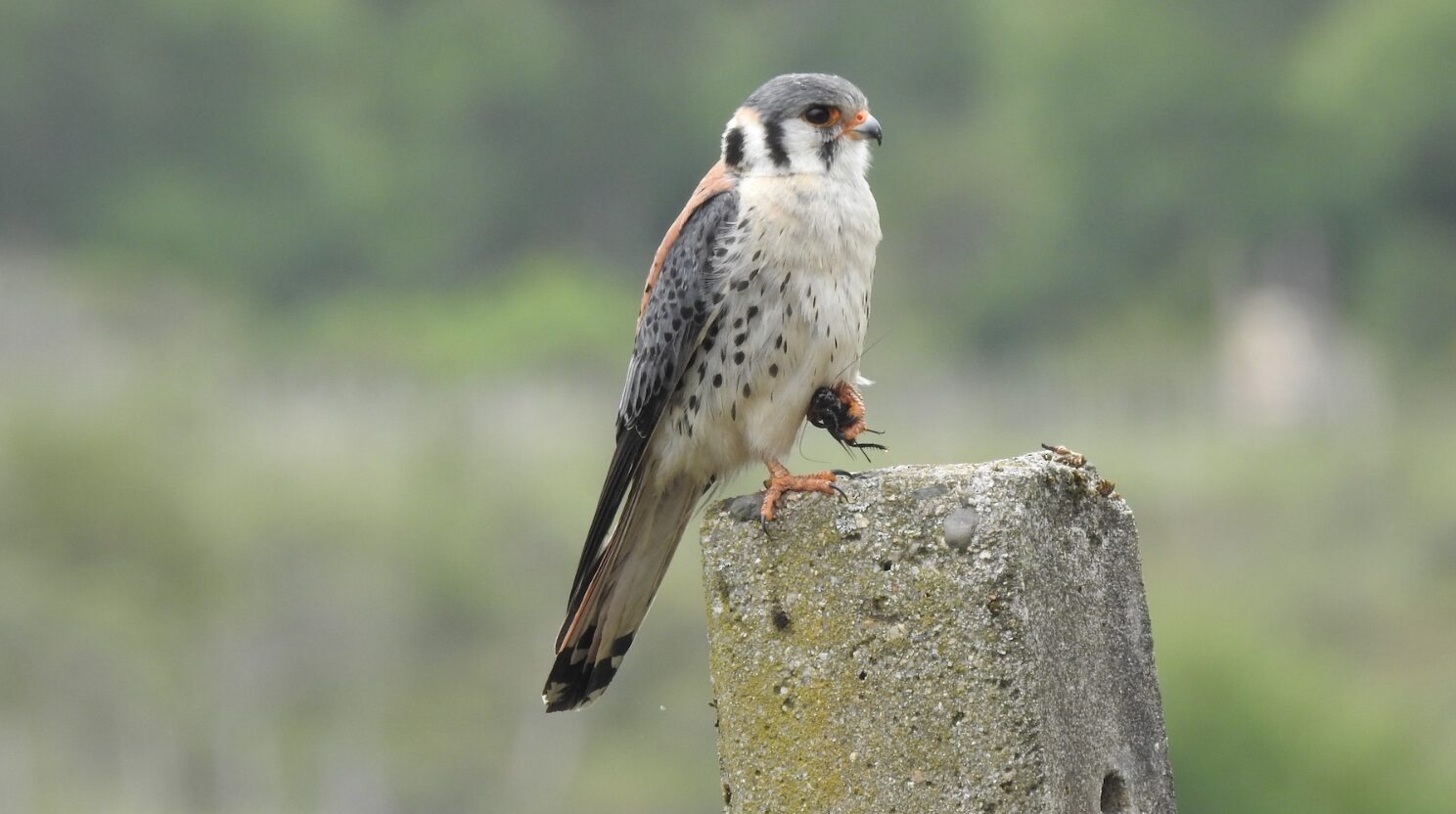 Falco sparverius_Alessandro Romulo Carneiro 2016