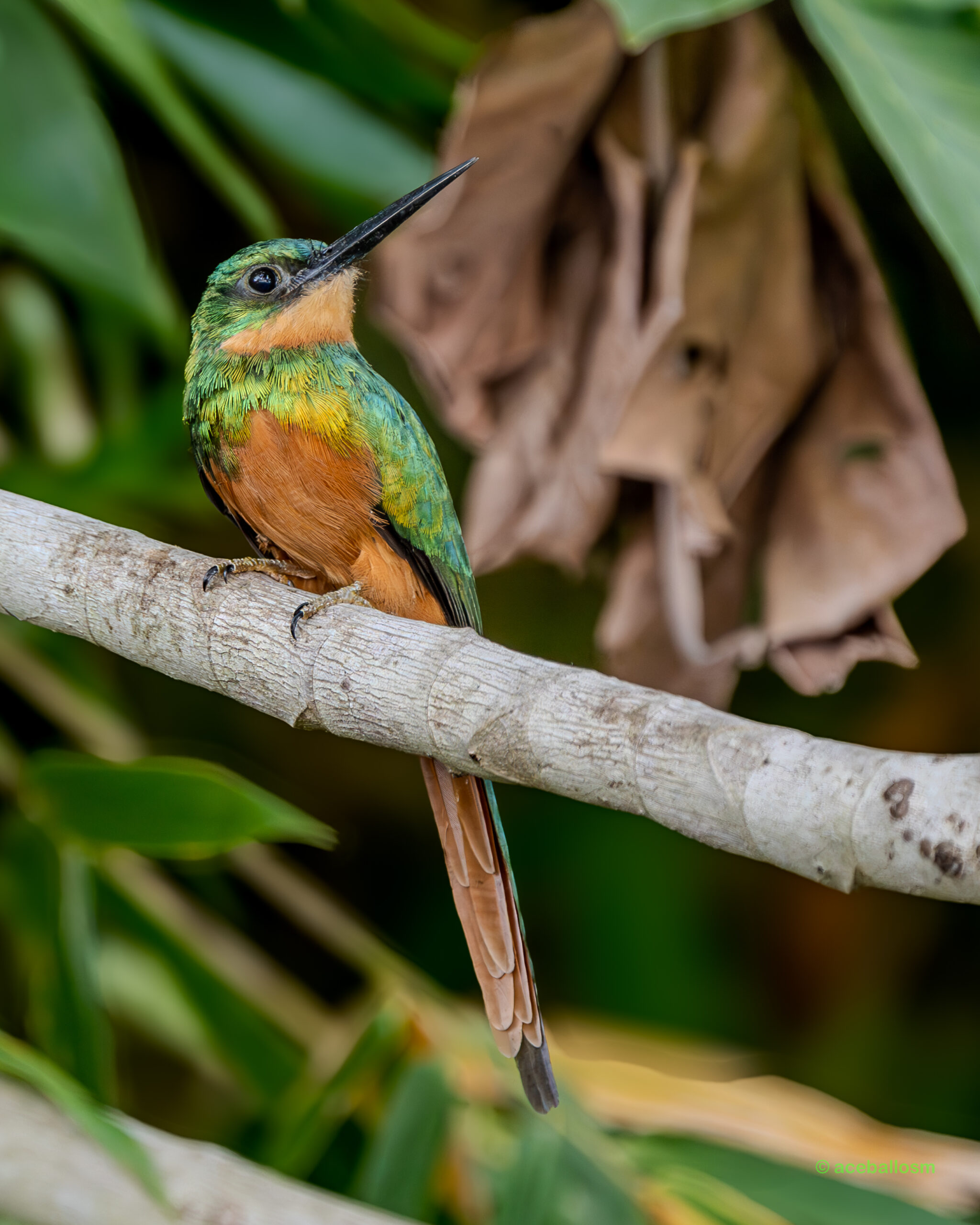 Galbula ruficauda_Alejandro Ceballos (2)