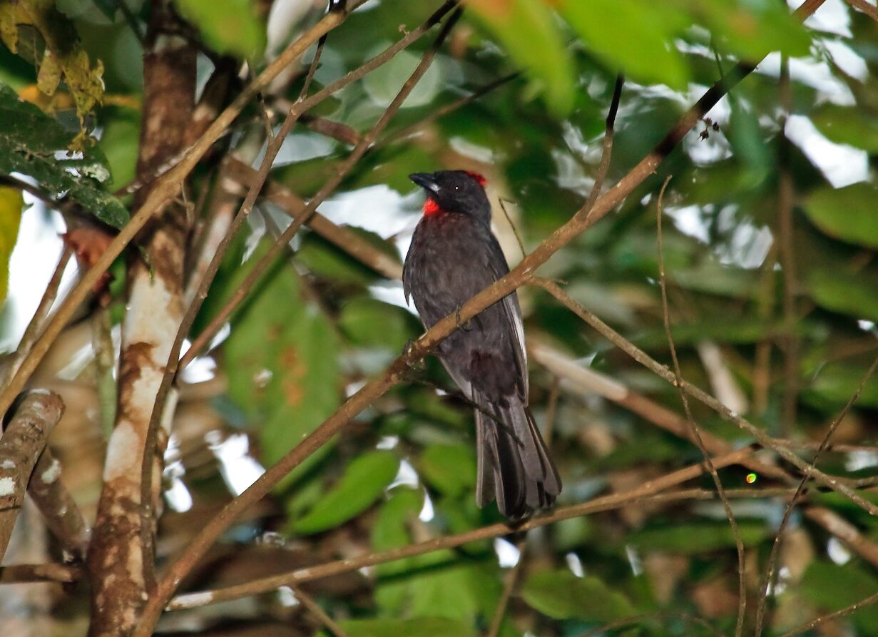 Habia gutturalis_Nigel Voaden 2010