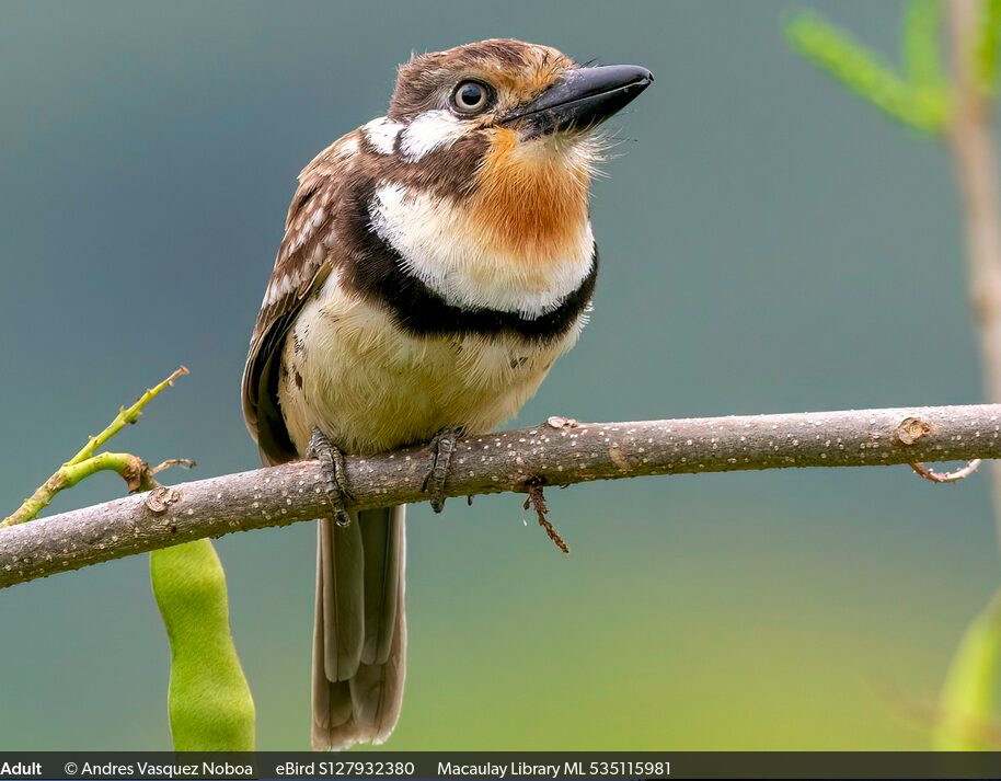 Hypnelus ruficollis - Copy