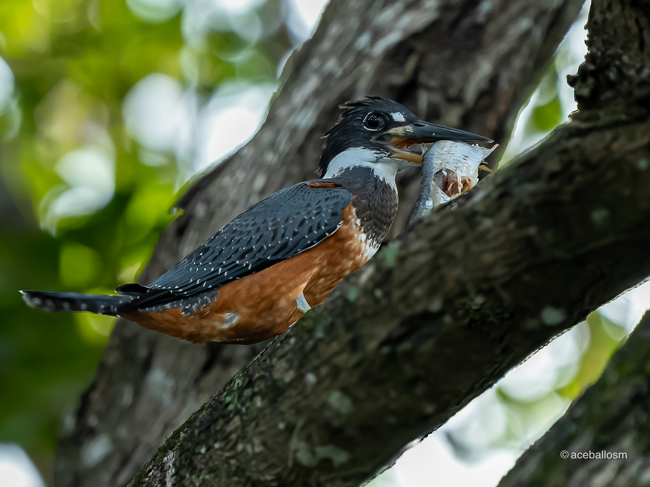 Megaceryle torquata_Alejandro Ceballos (2)