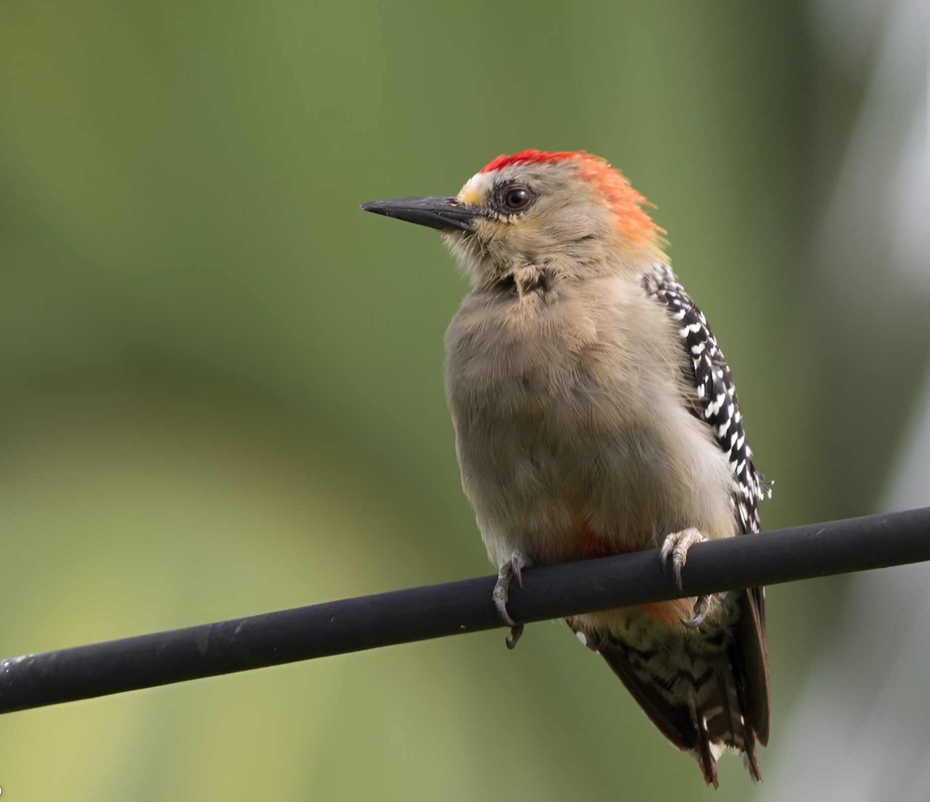 Melanerpes rubricapillus_Daniel Avendaño