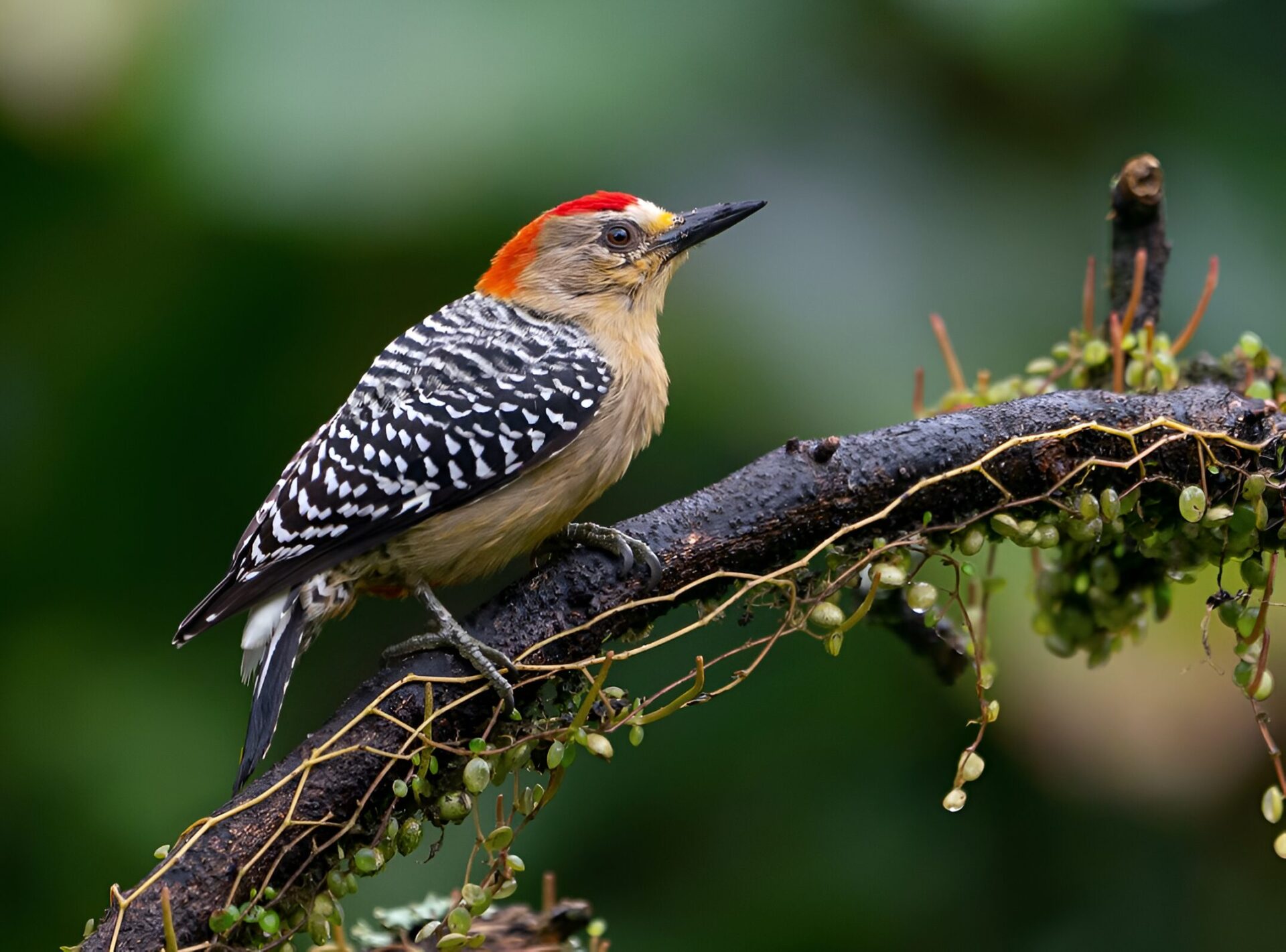 Melanerpes rubricapillus_Joao Quental