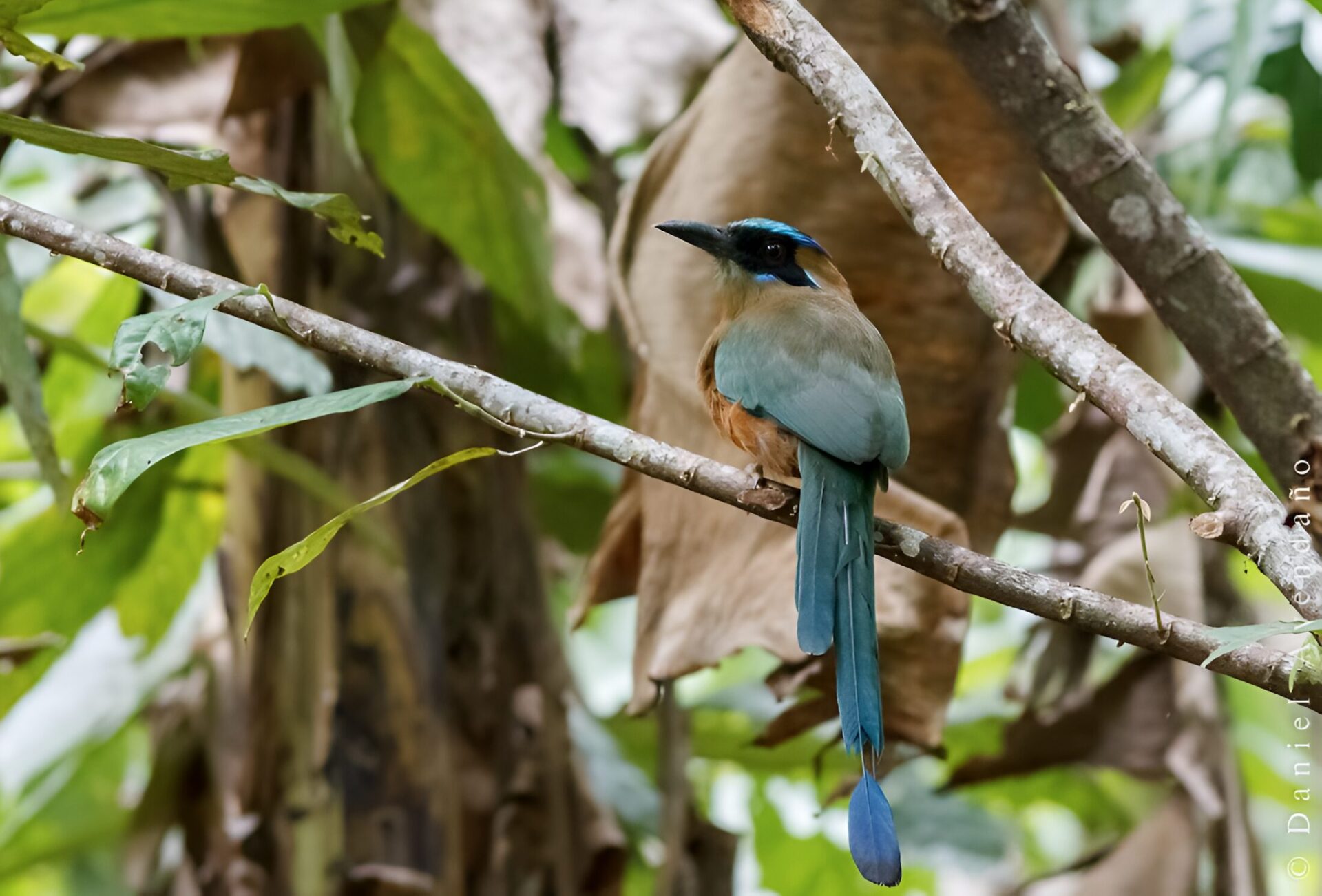 Momotus subrufescens_Daniel Avendaño