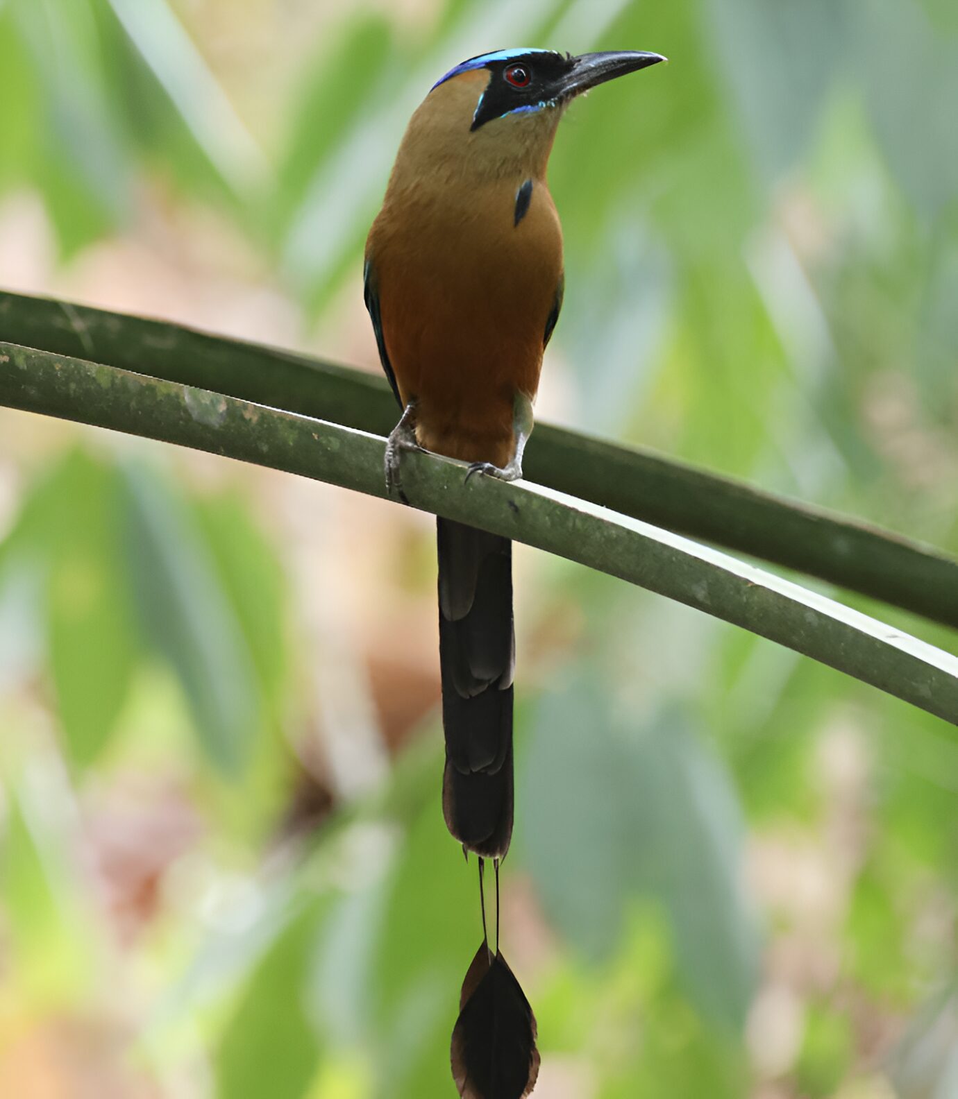 Momotus subrufescens_Jorge Alcalá