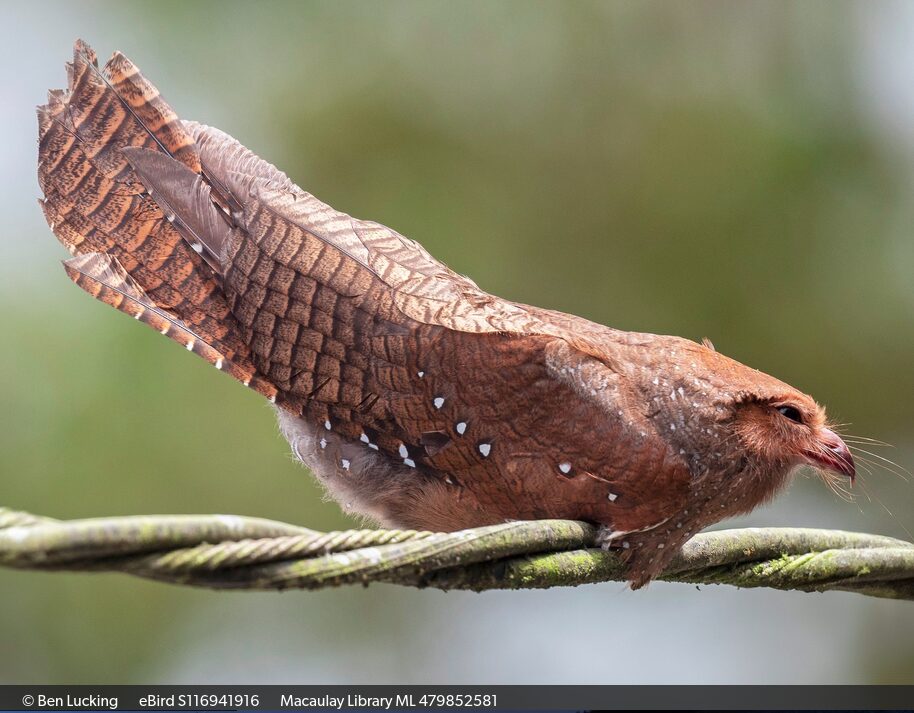 Nyctibius griseus - Copy