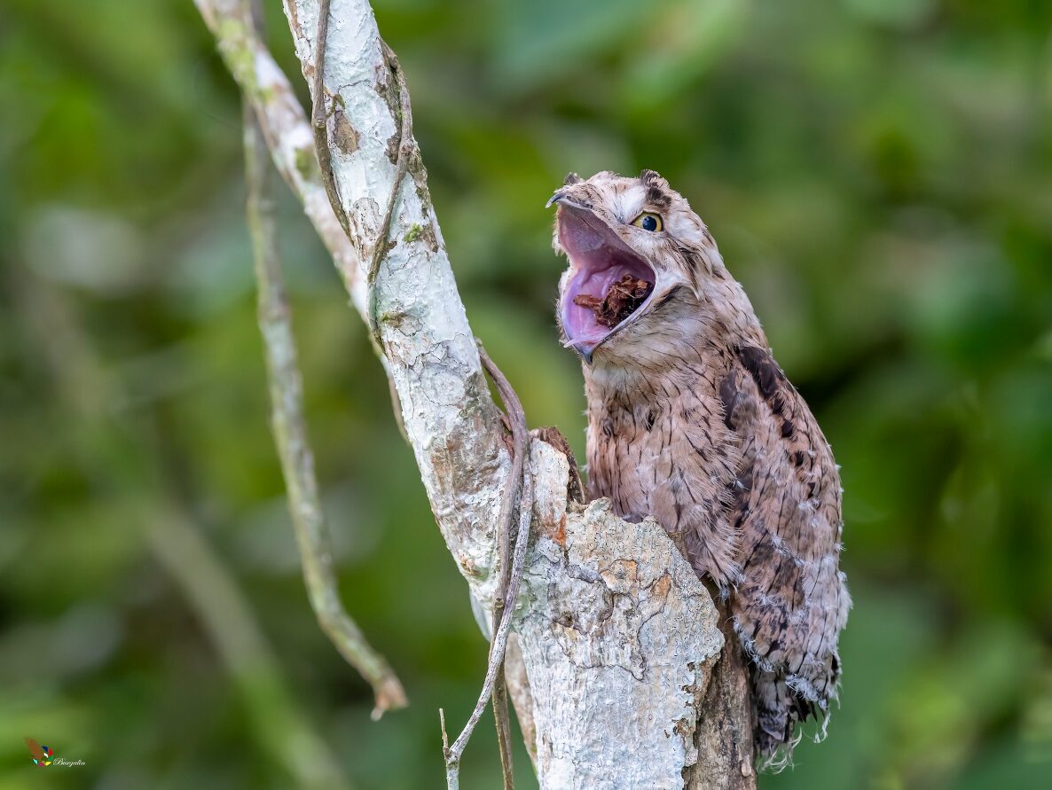 Nyctibius griseus_Fernando Burgalin Sequeria