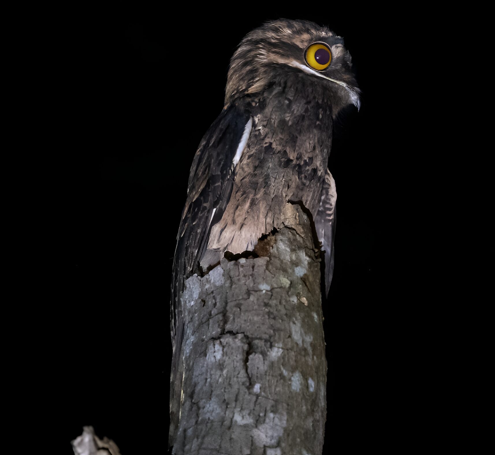 Nyctibius griseus_Mathurin Malby