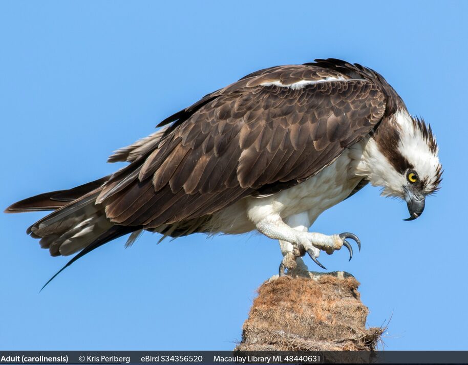 Pandion haliaetus - Copy