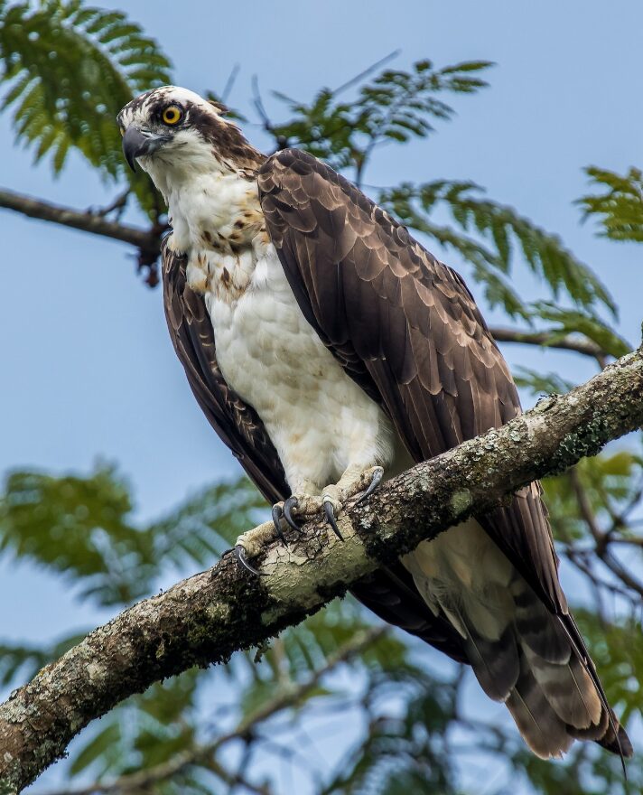 Pandion haliaetus_1_David Monroy Rengifo