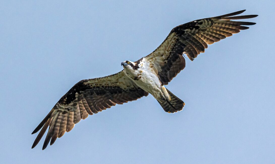 Pandion haliaetus_2_David Monroy Rengifo