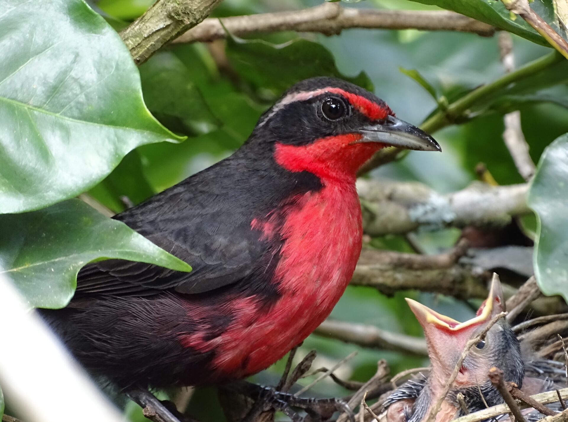 Rhodinocichla rosea_Felipe Cardona Toro