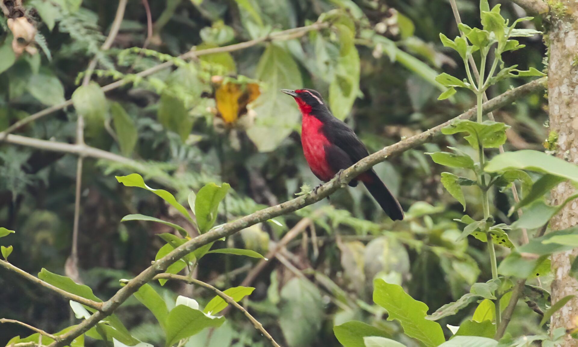 Rhodinocichla rosea_Scott Watson