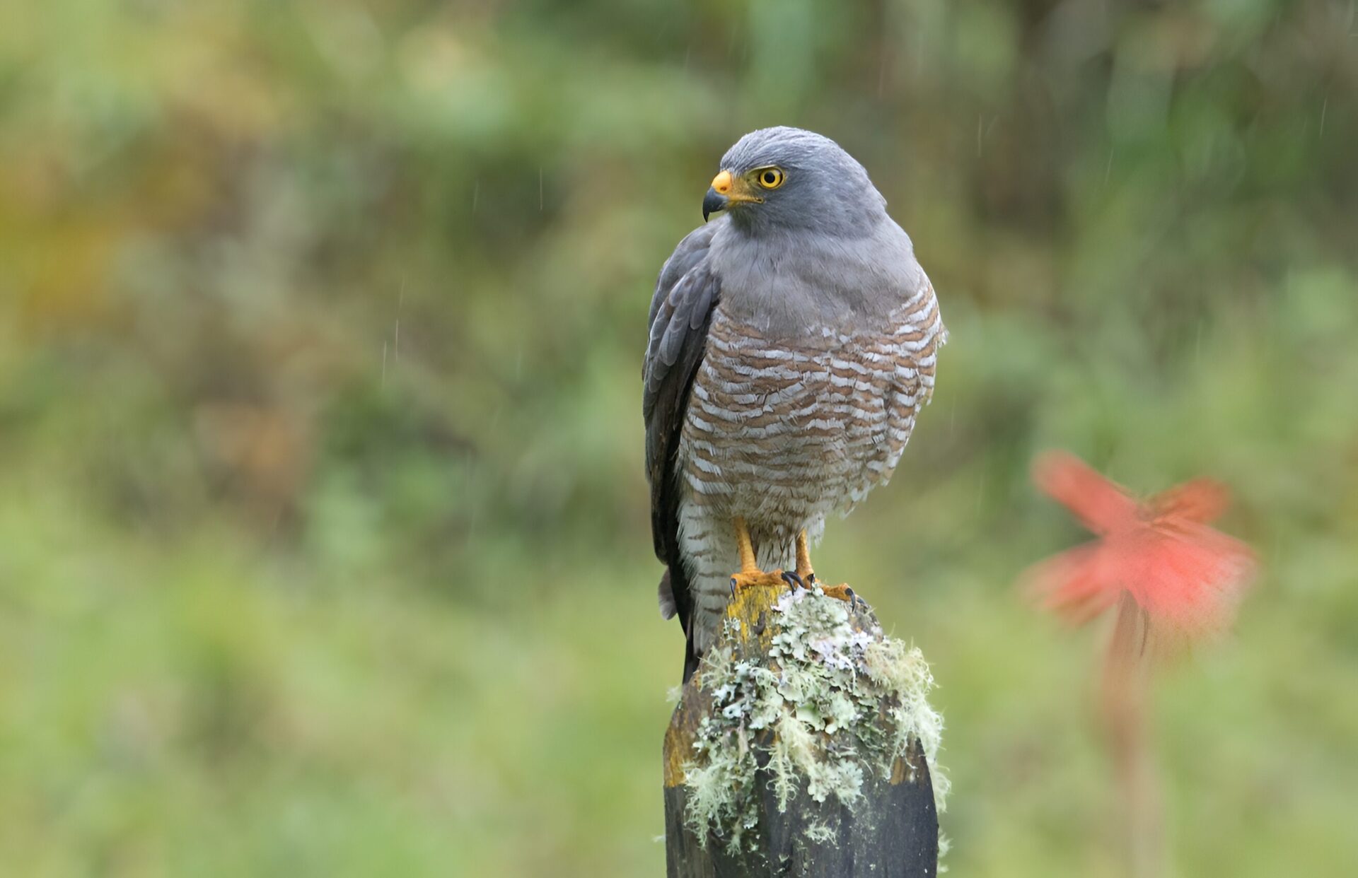 Rupornis magnirostris_Michel Gutierrez