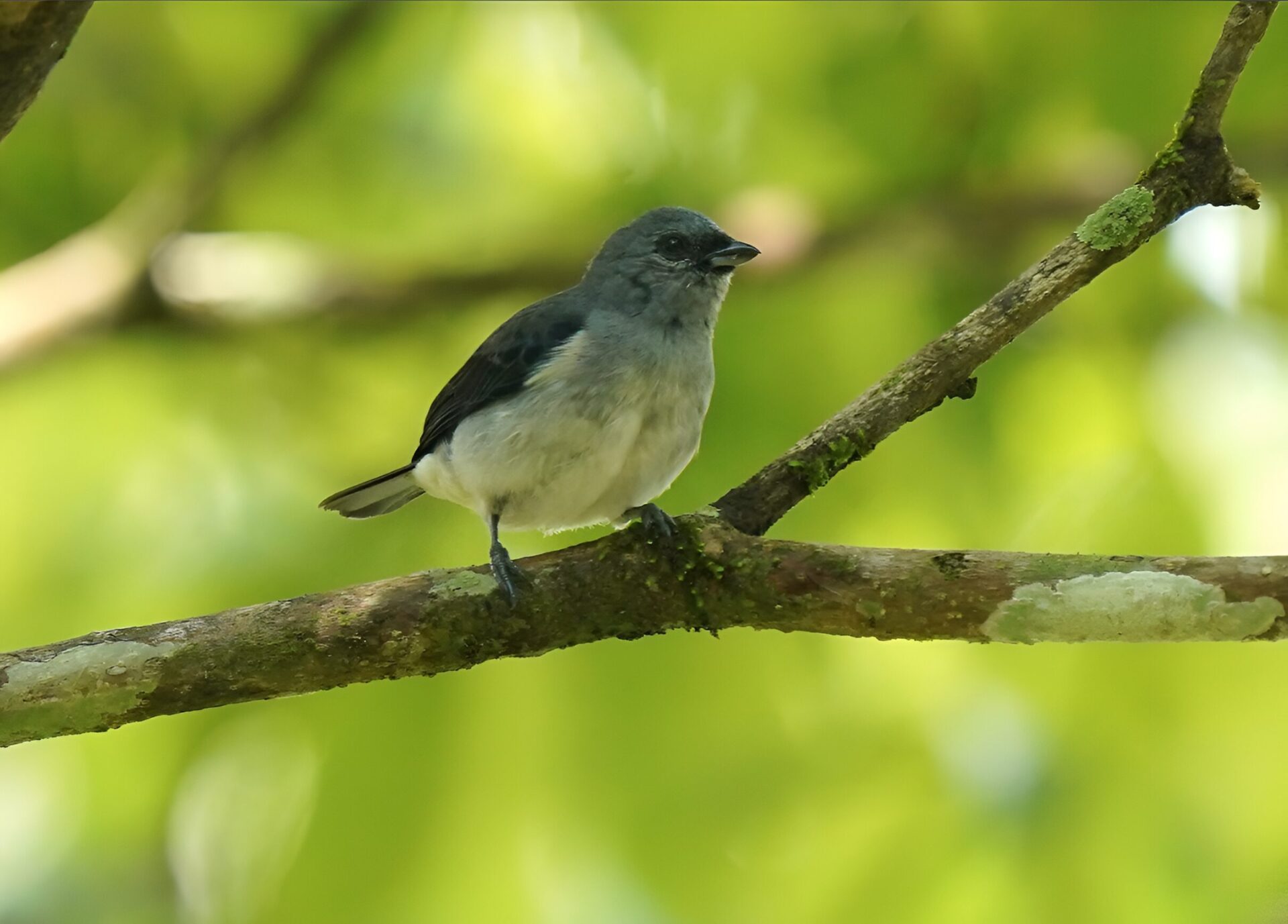 Tangara inornata_Luis Carlos García Mejía